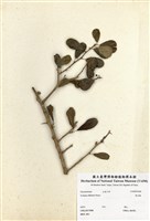 藏品(魯花樹)的圖片